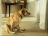 1588238503711.gif