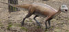 Atlascopcosaurus_loadsi.jpg