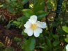 Cherokee Rose - Mum-Small.jpg