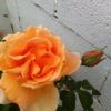 Orange Rose-Small.jpg