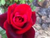 Red Rose-Small.jpg