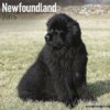 Newfoundland-2015-Wall-Calendar-Pet-Prints-MegaCalendars-9781782082149-Front2.jpg