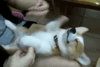 Puppies.gif