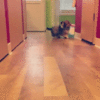 puppy winner.gif