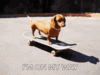 capture.gif