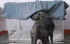capture.gif