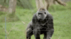 tenor[2].gif