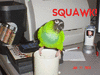 squawk.gif