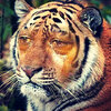 crying_tiger-200x200.jpg