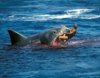 jaws-shark-attacks-woman.jpg