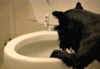 [w.primogif.com] americas funniest home videos [e].gif