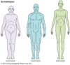 ectomorph-endomorph-somatotypes-body-types.jpg