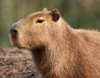 capybara.jpg