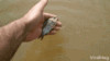 GROTTO 65 [e].gif