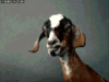 IMG_3212.GIF