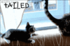 CATtailed.gif