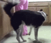 [w.funnyfidos.com] funny-dog-gif-peeing-on-humans-leg [e].gif