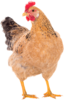 chicken.png