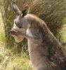 kangaroo-made-off-with.jpg