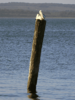 pelican-stump-french-island.png