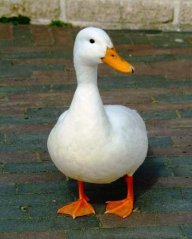 The_Duck