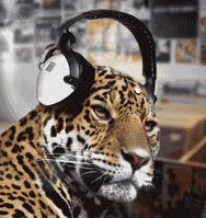 Dudley Leopard