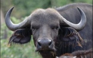 _Buffalo_