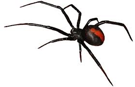SpiderBurton22