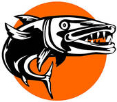 Barracuda