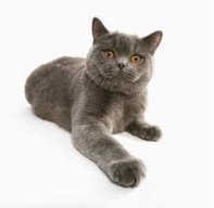 Serpounce