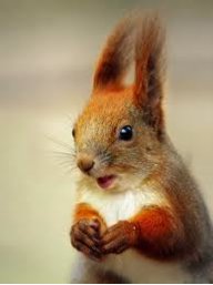 squirrel grip