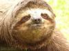 Sloth