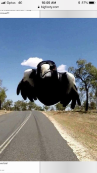 Soaring Magpie