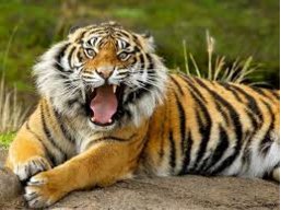 Tiger Scruff