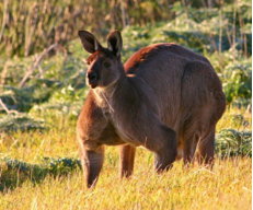Roo spuff