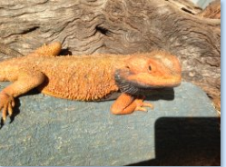 Bearded Dragons