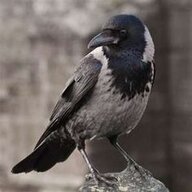 GreyCrow