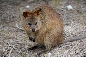 Freo Quokkas