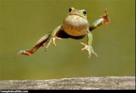 Flying frog