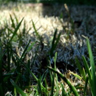 Green_grass
