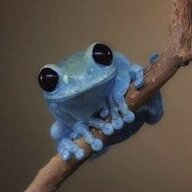 thefrog