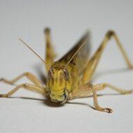droninglocust