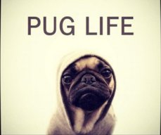 juddy_Like