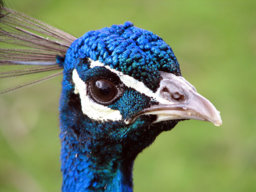 Peacock