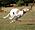 Whippet1