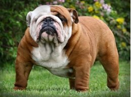 Hobdog