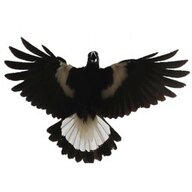 magpies77