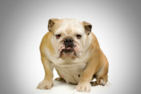 tezzdog