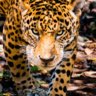 jaguaress
