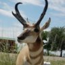 antelope_
